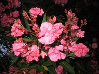 Rückweg vom Restaurant 