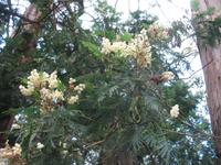 Wanderung Curral dos Romeiros