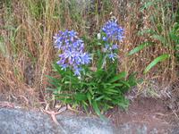 Wanderung Curral dos Romeiros