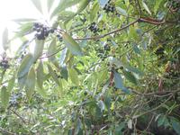 Wanderung Curral dos Romeiros