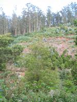 Wanderung Curral dos Romeiros