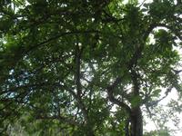 Wanderung Curral dos Romeiros