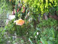 Wanderung Curral dos Romeiros