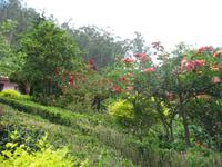 Wanderung Curral dos Romeiros