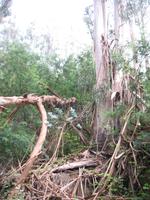 Wanderung Curral dos Romeiros