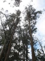 Wanderung Curral dos Romeiros