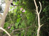 Wanderung Curral dos Romeiros