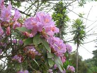 Wanderung Curral dos Romeiros