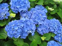 Wanderung Curral dos Romeiros