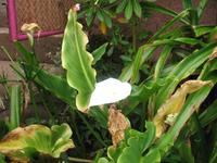 Wanderung Curral dos Romeiros