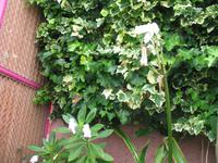 Wanderung Curral dos Romeiros