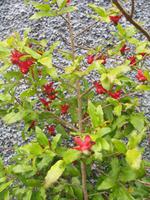 Wanderung Curral dos Romeiros