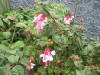 Wanderung Curral dos Romeiros