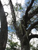 Schokoladen-Verkostung im Kräutergarten von Maria João