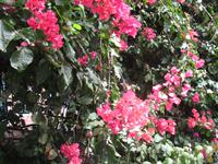 Schokoladen-Verkostung im Kräutergarten von Maria João