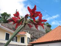 Schokoladen-Verkostung im Kräutergarten von Maria João