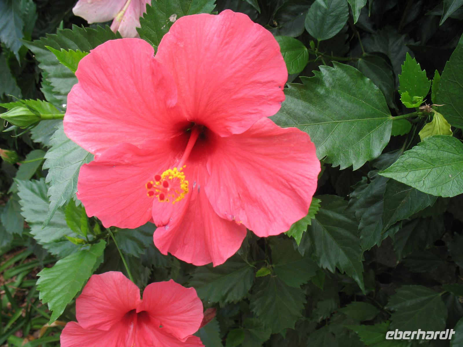 Schokoladen-Verkostung im Kräutergarten von Maria João