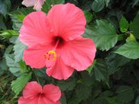 Schokoladen-Verkostung im Kräutergarten von Maria João