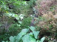 Fakultative Halbtägige Wanderung Levada dos Marroços