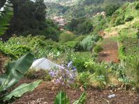 Fakultative Halbtägige Wanderung Levada dos Marroços