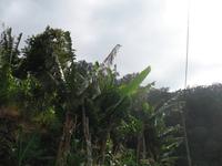 Fakultative Halbtägige Wanderung Levada dos Marroços