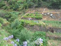 Fakultative Halbtägige Wanderung Levada dos Marroços