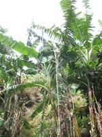 Fakultative Halbtägige Wanderung Levada dos Marroços