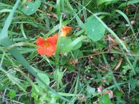 Fakultative Halbtägige Wanderung Levada dos Marroços