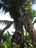 Fakultative Halbtägige Wanderung Levada dos Marroços