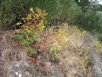 Fakultative Halbtägige Wanderung Levada dos Marroços