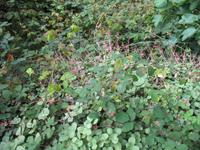 Fakultative Halbtägige Wanderung Levada dos Marroços