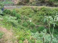 Fakultative Halbtägige Wanderung Levada dos Marroços