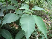 Fakultative Halbtägige Wanderung Levada dos Marroços