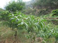 Fakultative Halbtägige Wanderung Levada dos Marroços