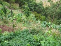 Fakultative Halbtägige Wanderung Levada dos Marroços