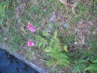 Wanderung Levada do Paul