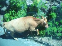 Weiterfahrt nach Porto Moniz