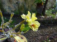 Madeira, Funchal, Botanischer Garten, Frauenschuh