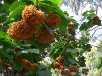 Madeira, Funchal, Botanischer Garten, Hortensie