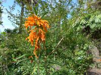 Madeira, Funchal, Botanischer Garten, Löwenschwanz