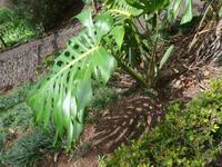 Madeira, Funchal, Botanischer Garten, Philodendron