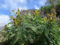 Madeira, Funchal, Botanischer Garten, Popcorn cassia