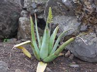 Madeira, Funchal, Botanischer Garten, Aloevera