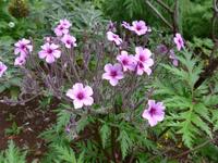 Madeira, Funchal, Botanischer Garten