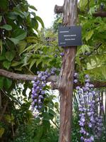 Madeira, Funchal, Botanischer Garten, Glyzinie