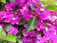 Madeira, Funchal, Botanischer Garten, Bougainvilea
