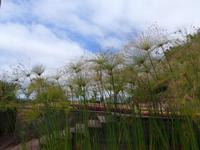 Madeira, Funchal, Botanischer Garten, Paryrus