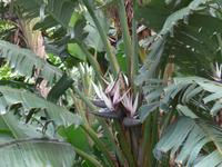 Madeira, Funchal, Botanischer Garten, Bananenstrelizie