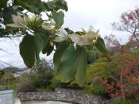 Madeira, Funchal, Botanischer Garten, Kamelfußbaum