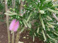 Madeira, Funchal, Botanischer Garten, Flaschenputzer